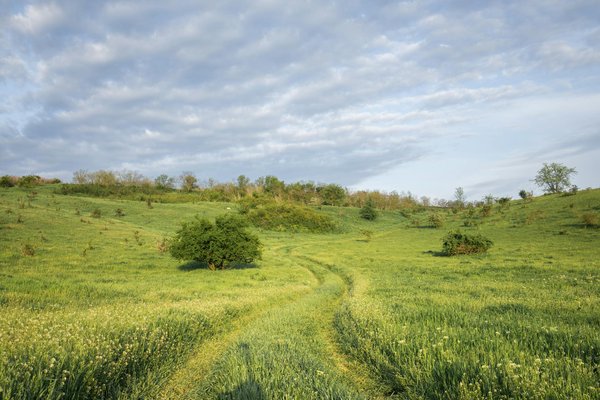 Was solltest du über Allergien bei Hunden wissen?